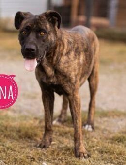 Edna eine sensible Hündin - Flörsheim-Dalsheim