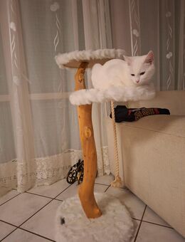 Katze zu verkaufen - Albstadt