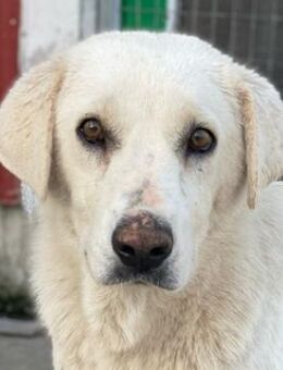 Loscano, geb. ca. 05/2024, GRIECHENLAND - Euskirchen