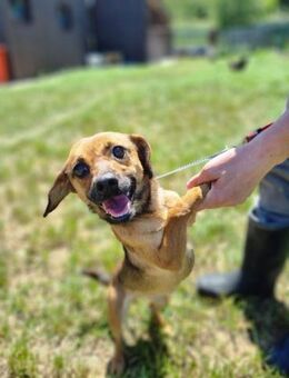 Kleiner Körper, riesen Herz- Mini - Ellerbek
