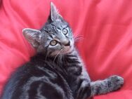 British kurzhaar Babykitten Braun tabby sucht ein liebevolles Zuhause ♥️ - Frankfurt (Main)