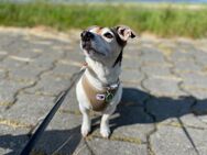 Jack Russell Terrier - Schortens