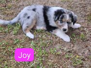 Australian shepherd Welpen zu verkaufen - Dannenberg (Elbe)