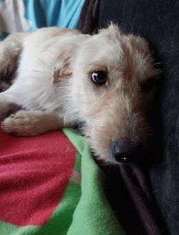 Marcell Mischlings Rüde mit feiner Seele - Remagen