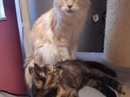 Main Coon Mutter mit Tochter - Treuchtlingen