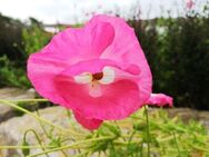 Echter rosa Schlafmohn Samen Mohnsamen lila Mohnblume Saat rosa Mohnwiese Bienenweide Saatgut Mohn Schlafmohnsamen flower seeds samen garden heimisches Saatgut Geschenk flower present Saat SWR Vatertag Ostern Geschenk Idee - Pfedelbach