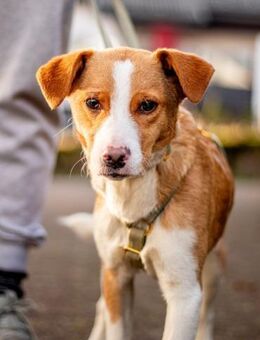 Joey, verspielter Süßling, ca. 7 Monate - Vaterstetten