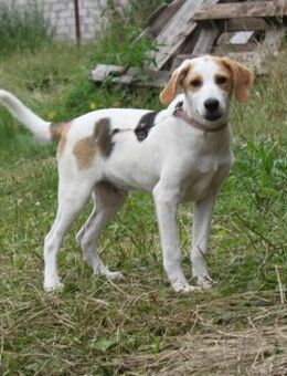 Sunny - gute Laune auf Familiensuche - Elmshorn