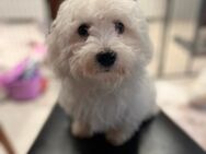 Maltipoo welpe - Egling