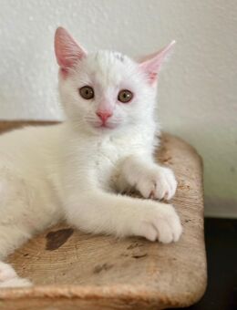 BKH Mix Kitten - Tapfheim