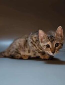 Saskia, neugieriges Tigermädchen, ca.5M - Vaterstetten