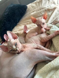 Canadian sphynx kitten
