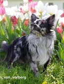 Chihuahua Deckrüde mit ZTP & AT, Merle, Championatsabstammung in 46535