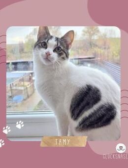 Kätzchen Tamy packt gern Ihren Koffer - Lalendorf