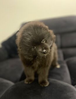 Liebevoll aufgezogene Zwergspitz (Pomeranian) Welpen abzugeben - München Thalkirchen-Obersendling