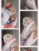 Maine Coon Kitten in 48607