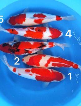 Japan Koi Maruyju Nisai Mix 42-46cm - Hagenburg