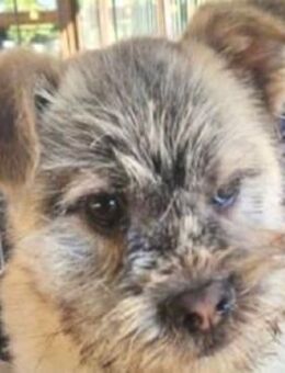 NICK-wunderschöner,flauschiger Jung-Rüde - Rösrath