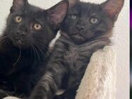 Schwarze Main coon mix Babys Ulm - Ulm