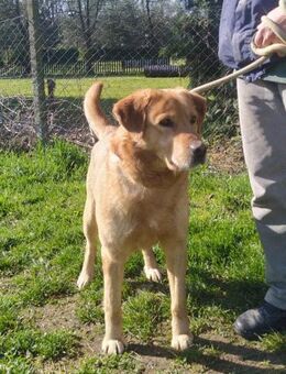 Freddie - Wer gibt Freddie eine Chance? - Obertshausen