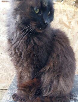 Zwei Katzen im Doppelpaket Nera&Buna - Rambin