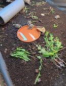 Ab April 2026 Breitrandschildkröten eigene NZ 2024 abzugeben in 19077