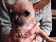 9 Monate altes chihuahua sucht ein neues Zuhause - Schönewalde Zentrum