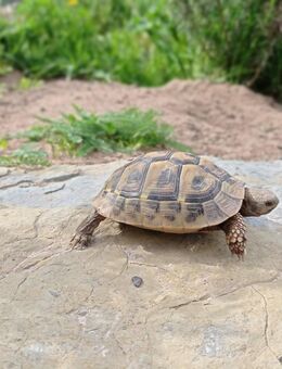Griechische Landschildkröten Schildkröte Testudo NZ23 NZ24 Schildkröten - Fulda