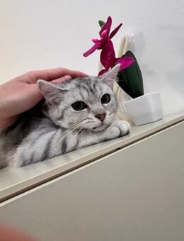 BKH Kitten Kater Mix Abgabebereit - Stolberg (Rheinland, Kupferstadt)