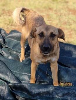 Isolde - clever, ruhig, leicht erziehbar - Mettmann