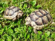 Breitrand Schildkröten (tm) - NZ 2021 - Salzweg