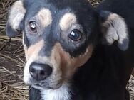 Freundliche LADY sucht ihr Zuhause! - Weiterstadt