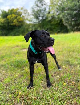 Cane Corso Hündin 1 Jahr - Ratingen
