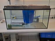 Aquarium fische - Freiburg (Breisgau)