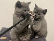 BKH Kitten - Ebersbach (Fils) Zentrum