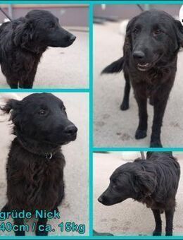 Nick kroatischer Schäferhund Mix Rüde - Margetshöchheim