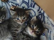 😽Wunderschöne Türkische Angora Kitten Zur Reservierung ❤️😽frei ❤️ - Neuwied Zentrum