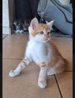 Maine Coon Mix Kitten - Bad Laer