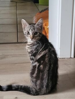 Maine Coon Kreuzung - Friesoythe