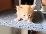 MainCoon/Ragdollkitten - Herrnhut