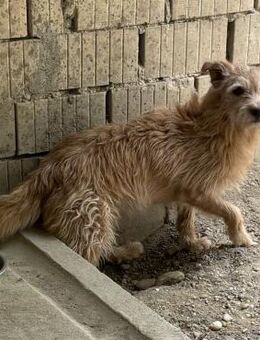 TEO-SUCHT EIN RUHIGES ZUHAUSE - Nörten-Hardenberg
