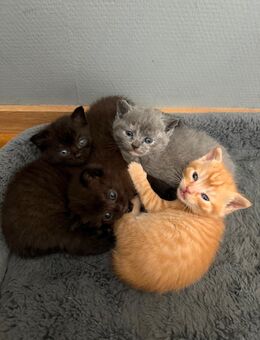 BKH Mix Kitten - Römerberg