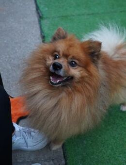 Benny-Spitz mit Charme und Eigensinn - Chemnitz