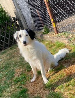 Hallo mein Name ist CHARLIE - Gelsenkirchen