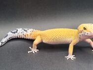 Wunderschöne Leopardgecko Jungtiere 2023 - Jüchen