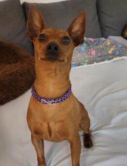 OWEN - liebenswerter Draufgänger - Velbert