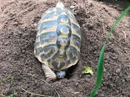 Griechische Landschildkröten Nachzucht 2022 - Esslingen (Neckar)