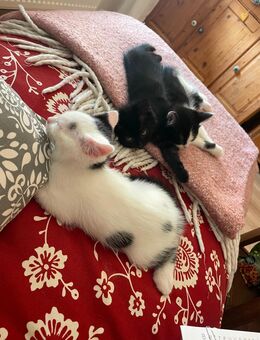 Kätzchen Kitten - Hamm
