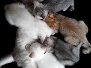 Neva Masquarade Point Sibirer Sibirische Katze x BKH Kitten geimpft gechipt - Filderstadt