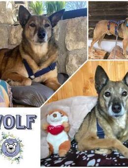 WOLF * lieber Senior wartet auf Familie - Duisburg